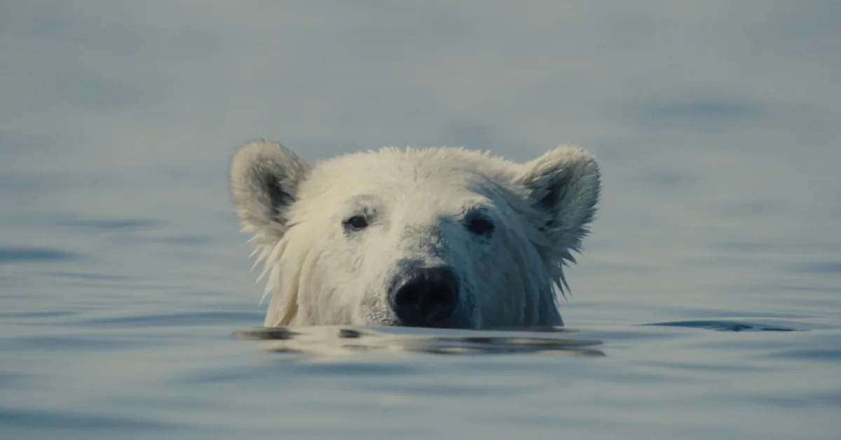 Nuisance Bear — Arts & Culture in Inverness